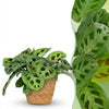 Maranta Fascinator Kerchoveana zebraplant 25 cm met mand - 1, 2 of 4 stuks - Plant - plantenmagie