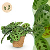 Maranta Fascinator Kerchoveana zebraplant 25 cm met mand - 1, 2 of 4 stuks - Plant - plantenmagie