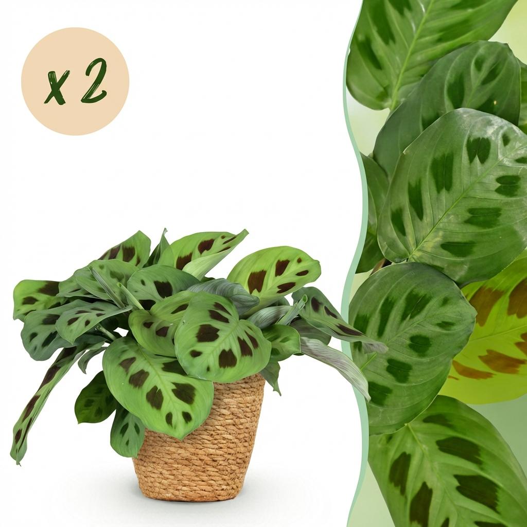 Maranta Fascinator Kerchoveana zebraplant 25 cm met mand - 1, 2 of 4 stuks - Plant - plantenmagie