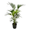 Kentia Palm in groene Elho pot geplaatst in een licht interieur met natuurlijke materialen