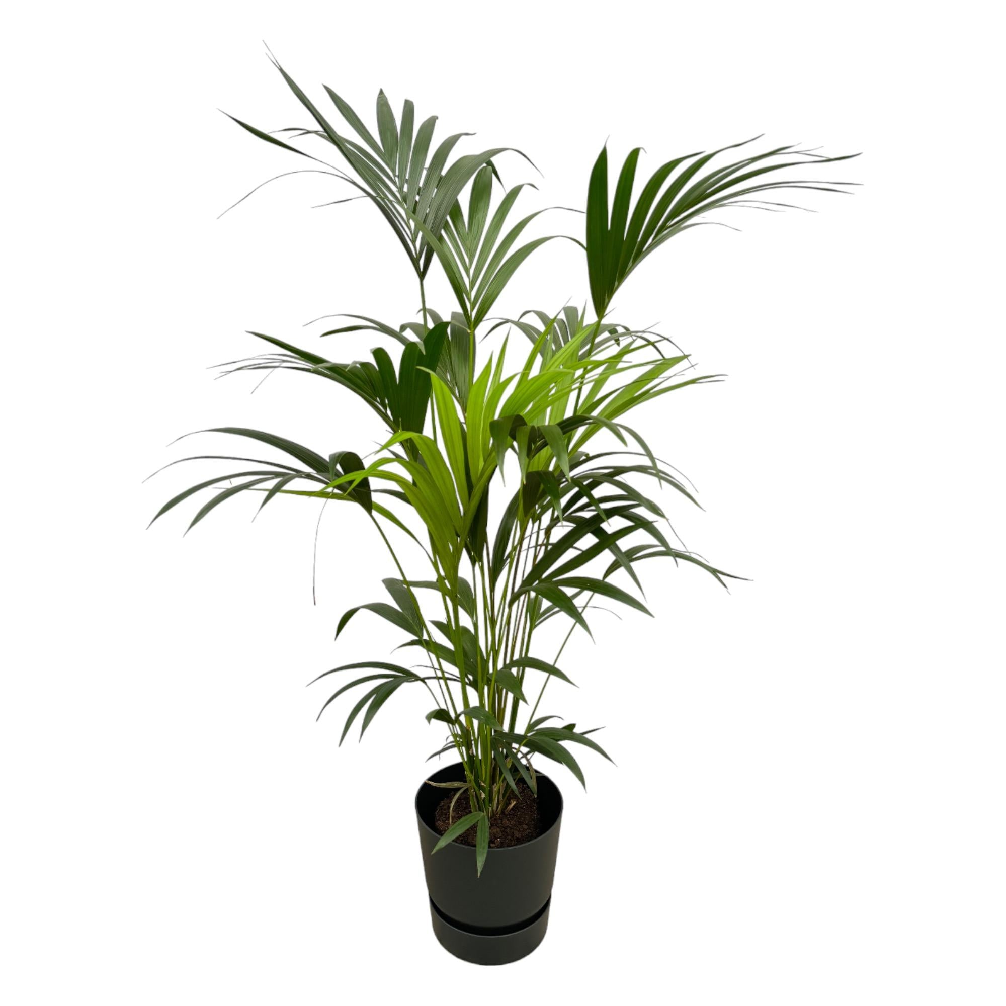 Kentia Palm in groene Elho pot geplaatst in een licht interieur met natuurlijke materialen
