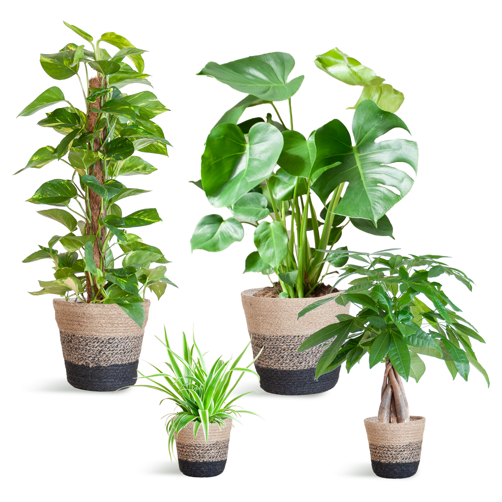 Schaduw Plantenbox - medium - met mand Lissabon wit