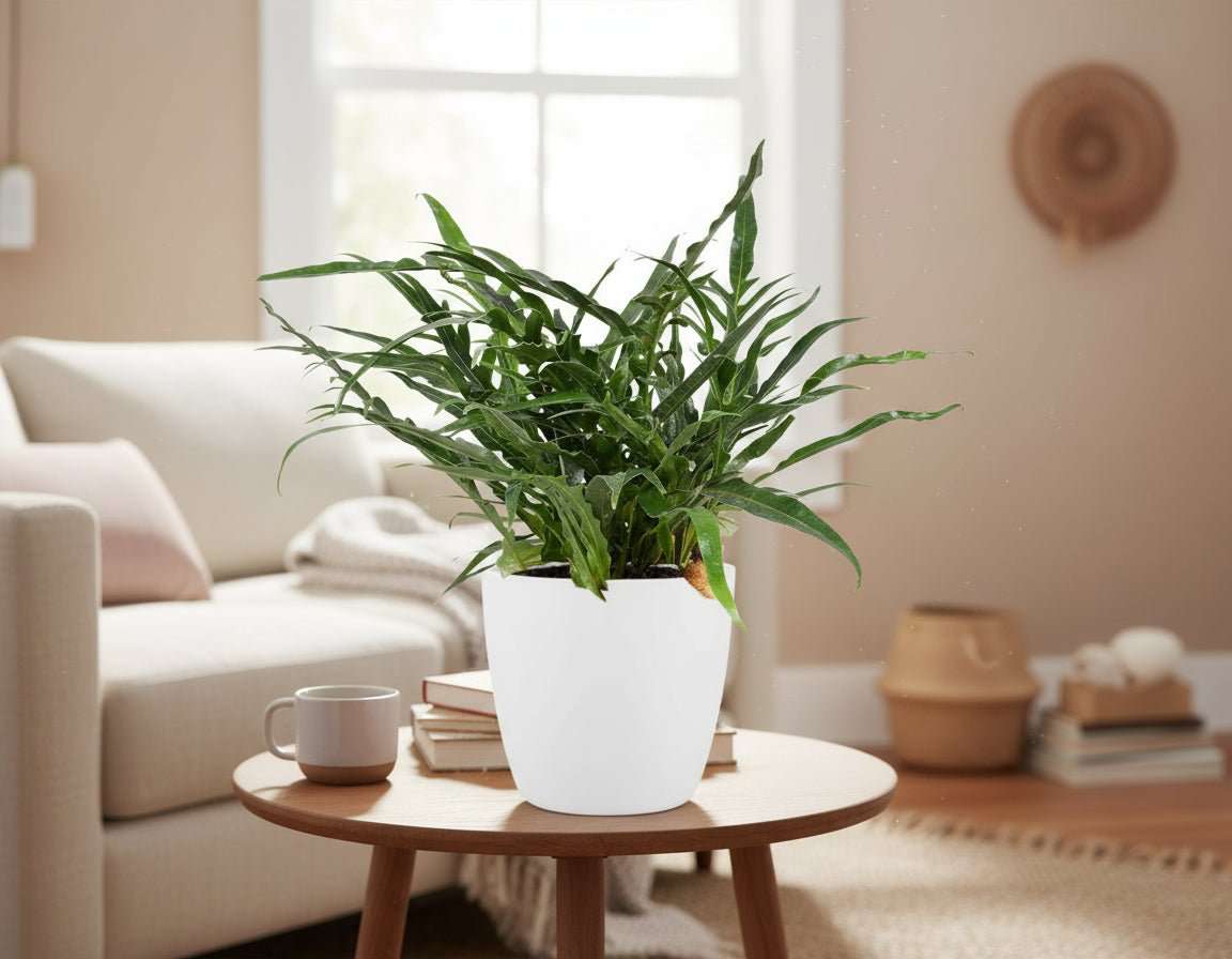 Aglaomorpha Coronans - Ø17cm - ↕45cm + Pot Brussels D18x17cm - Wit-Planten-Planten Magie