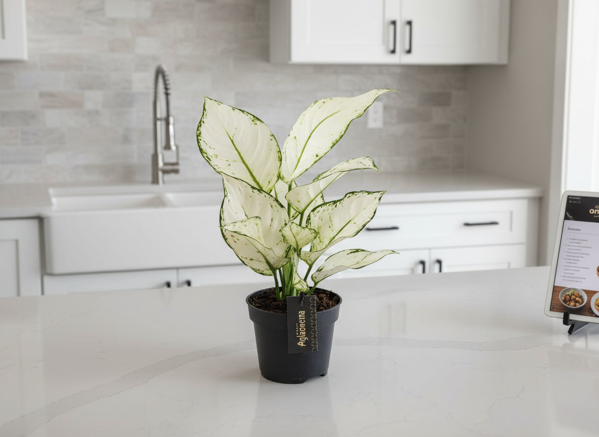 Aglaonema White Joy - Plant - plantenmagie