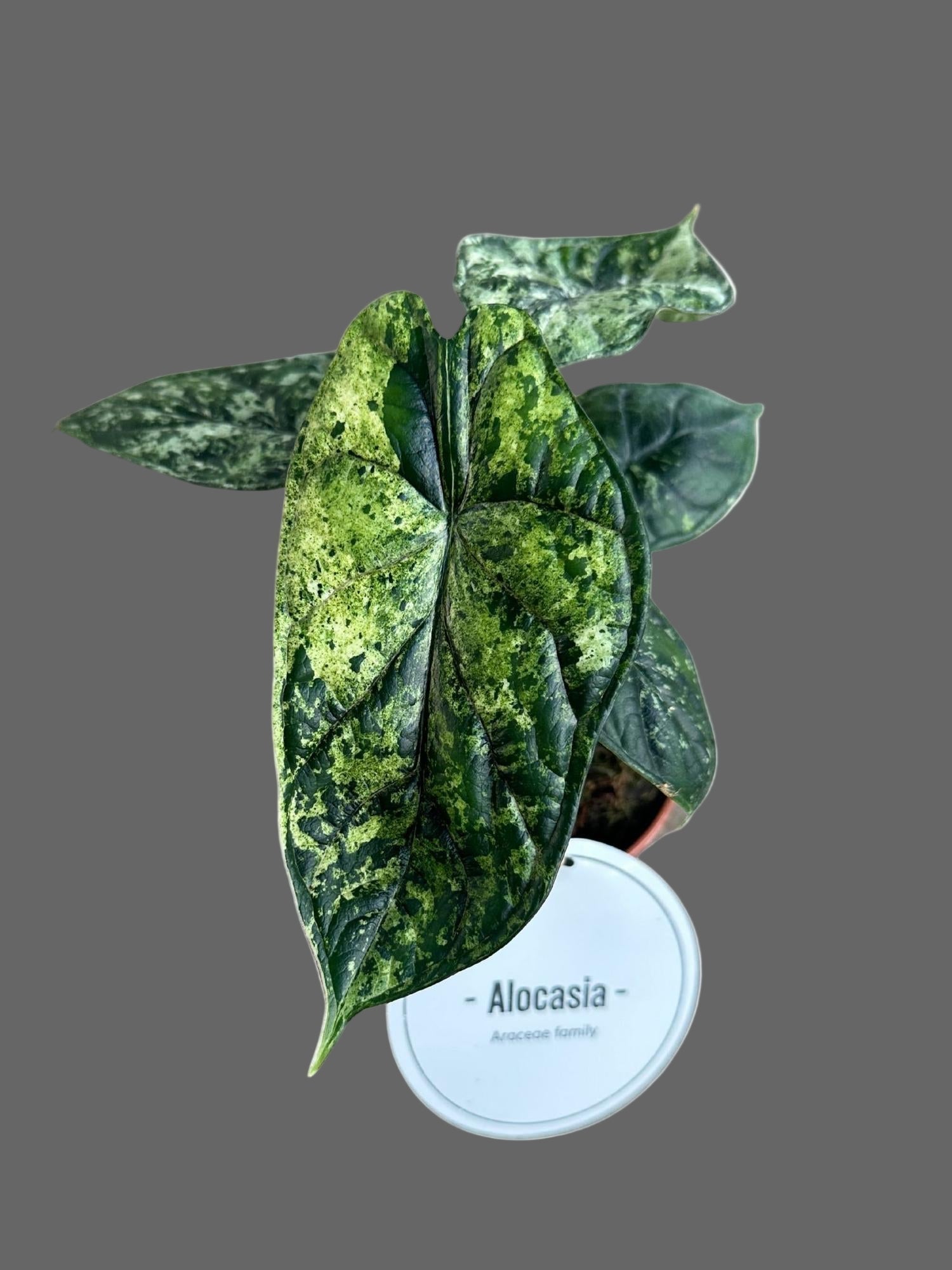 Alocasia Dragon Scale Variegata - Ø12cm - ↕25cm-Plant-Planten Magie