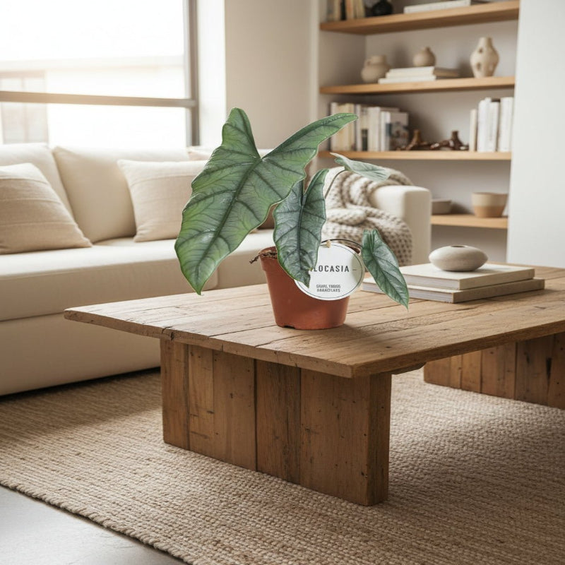 Alocasia Heterophylla - Ø12cm - ↕25cm - Plant - plantenmagie