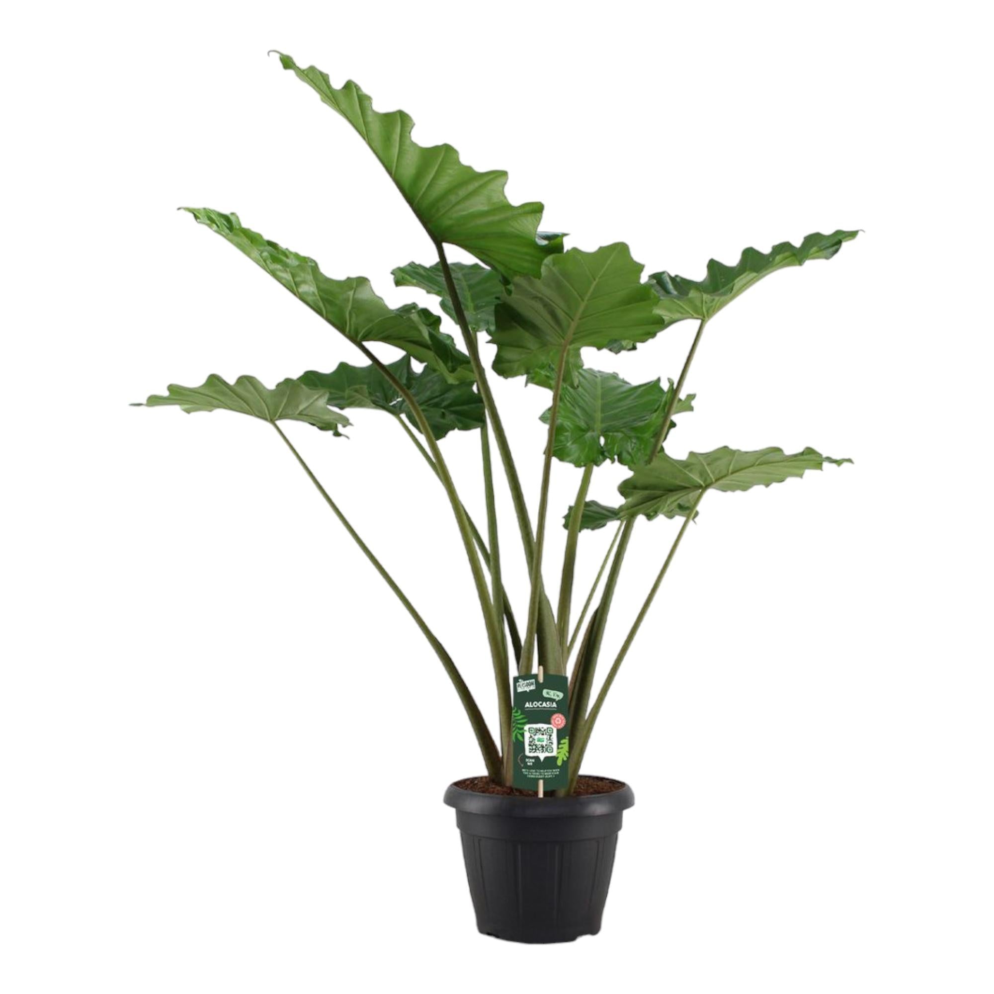 Alocasia Portodora - 140 cm - Ø34cm-Planten-Planten Magie