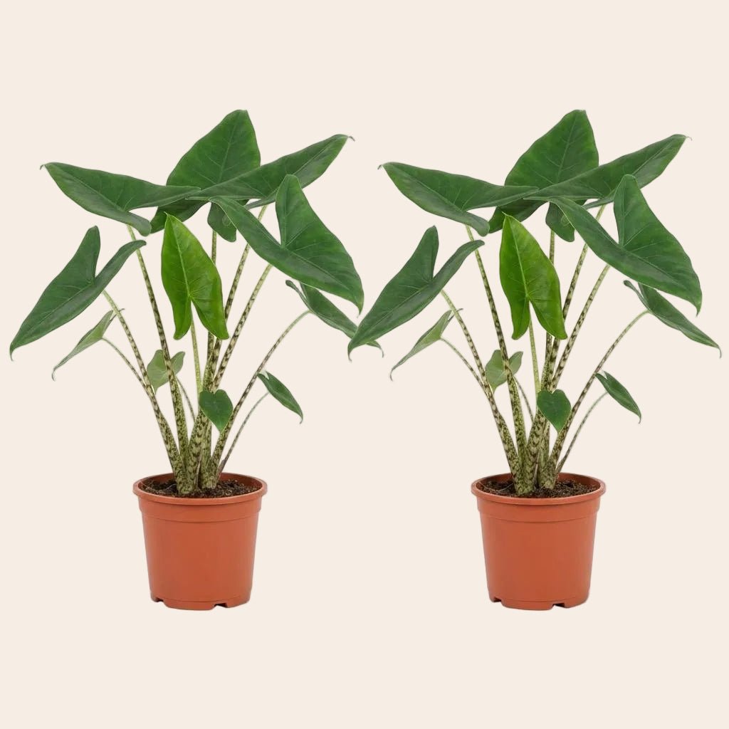 Alocasia Zebrina - 2 Stuks - Ø 21 cm - Hoogte: 70 - 75 cm-Plant-Planten Magie