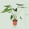 Alocasia Zebrina - 2 Stuks - Ø 21 cm - Hoogte: 70 - 75 cm-Plant-Planten Magie