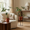 Alocasia Zebrina - 2 Stuks - Ø 21 cm - Hoogte: 70 - 75 cm-Plant-Planten Magie