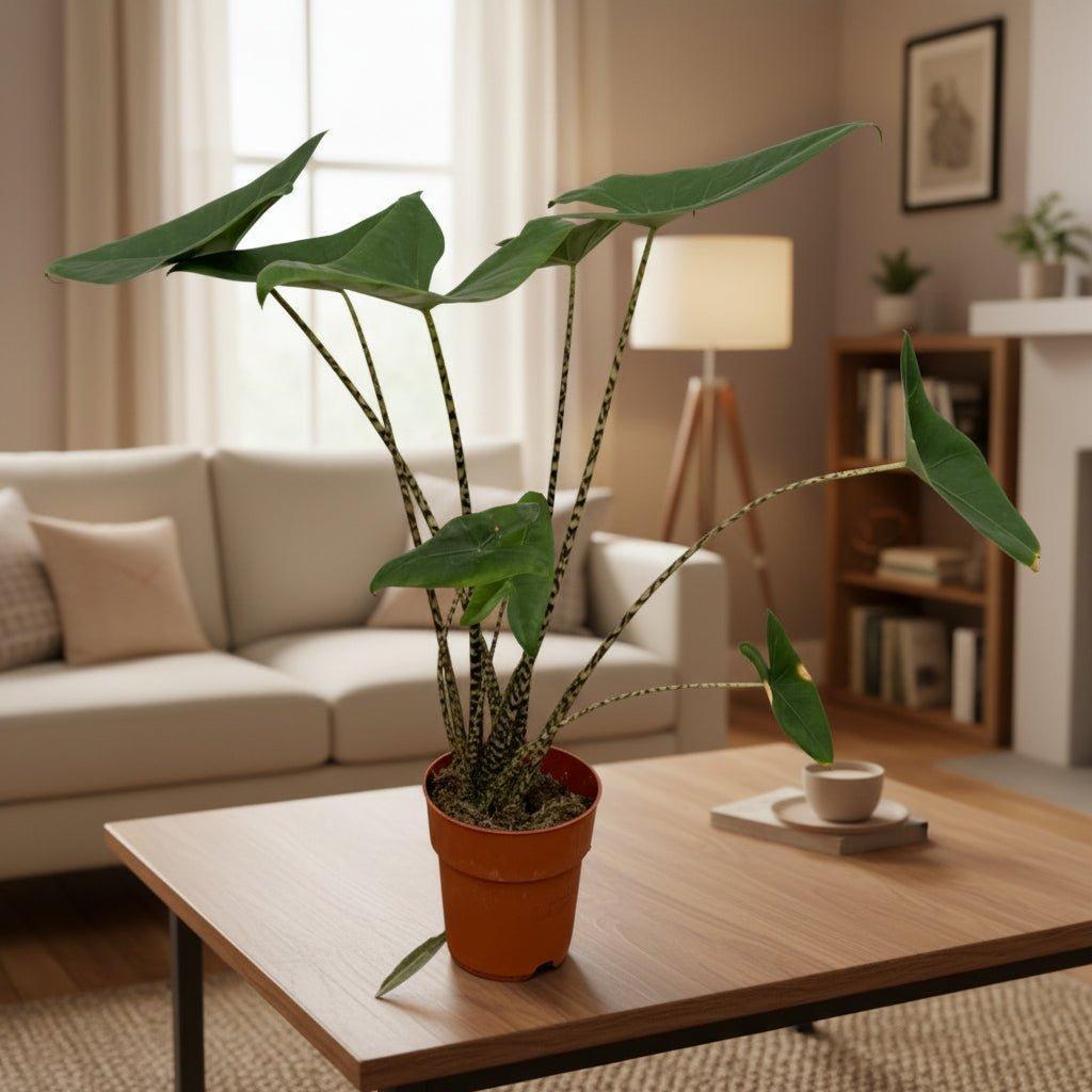 Alocasia Zebrina - 80 cm - Ø21cm-Plant-Planten Magie