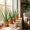 Aloë Vera - 4 Stuks - Ø 10,5 cm - Hoogte: 35 - 40cm-Plant-Planten Magie