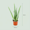 Aloë Vera - 4 Stuks - Ø 10,5 cm - Hoogte: 35 - 40cm-Plant-Planten Magie