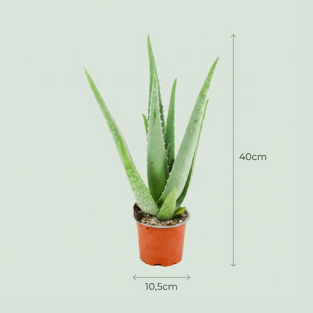 Aloë Vera - 4 Stuks - Ø 10,5 cm - Hoogte: 35 - 40cm-Plant-Planten Magie