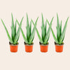 Aloë Vera - 4 Stuks - Ø 10,5 cm - Hoogte: 35 - 40cm-Plant-Planten Magie
