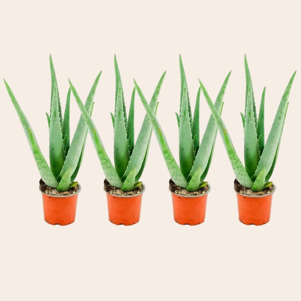 Aloë Vera - 4 Stuks - Ø 10,5 cm - Hoogte: 35 - 40cm-Plant-Planten Magie