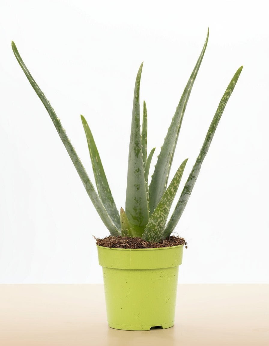 Aloe Vera P&PURE Collection - Plant - plantenmagie