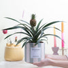 Ananas Rosita Passionate WITH GREETING CARD! - Ø12cm - ↕35cm-Plant-Planten Magie