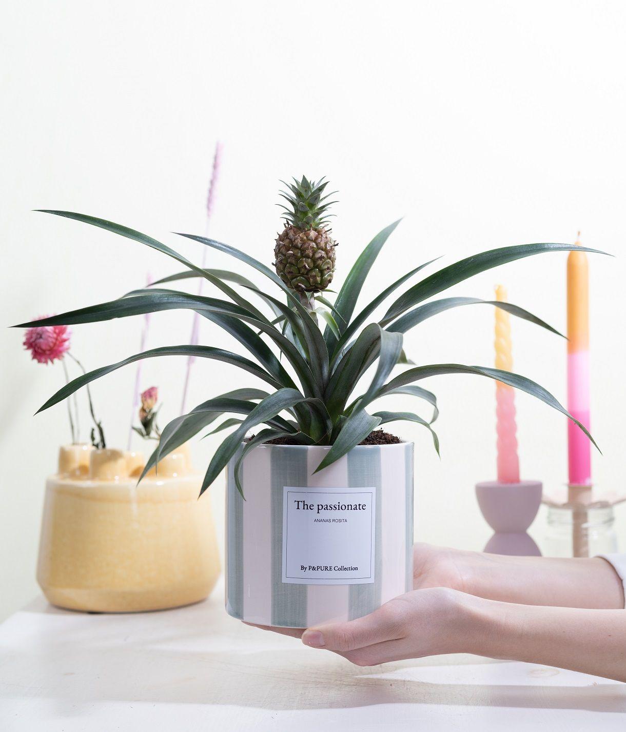 Ananas Rosita Passionate WITH GREETING CARD! - Ø12cm - ↕35cm-Plant-Planten Magie
