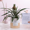Ananas Rosita Passionate WITH GREETING CARD! - Ø12cm - ↕35cm-Plant-Planten Magie