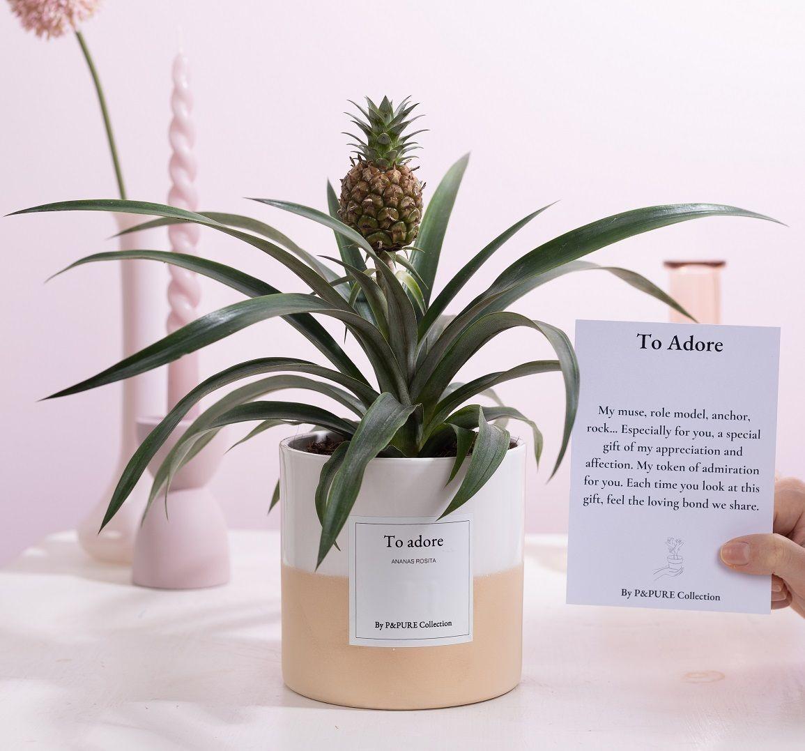 Ananas Rosita Passionate WITH GREETING CARD! - Ø12cm - ↕35cm-Plant-Planten Magie
