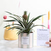 Ananas Rosita Passionate WITH GREETING CARD! - Ø12cm - ↕35cm-Plant-Planten Magie