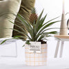 Ananas Rosita Passionate WITH GREETING CARD! - Ø12cm - ↕35cm-Plant-Planten Magie