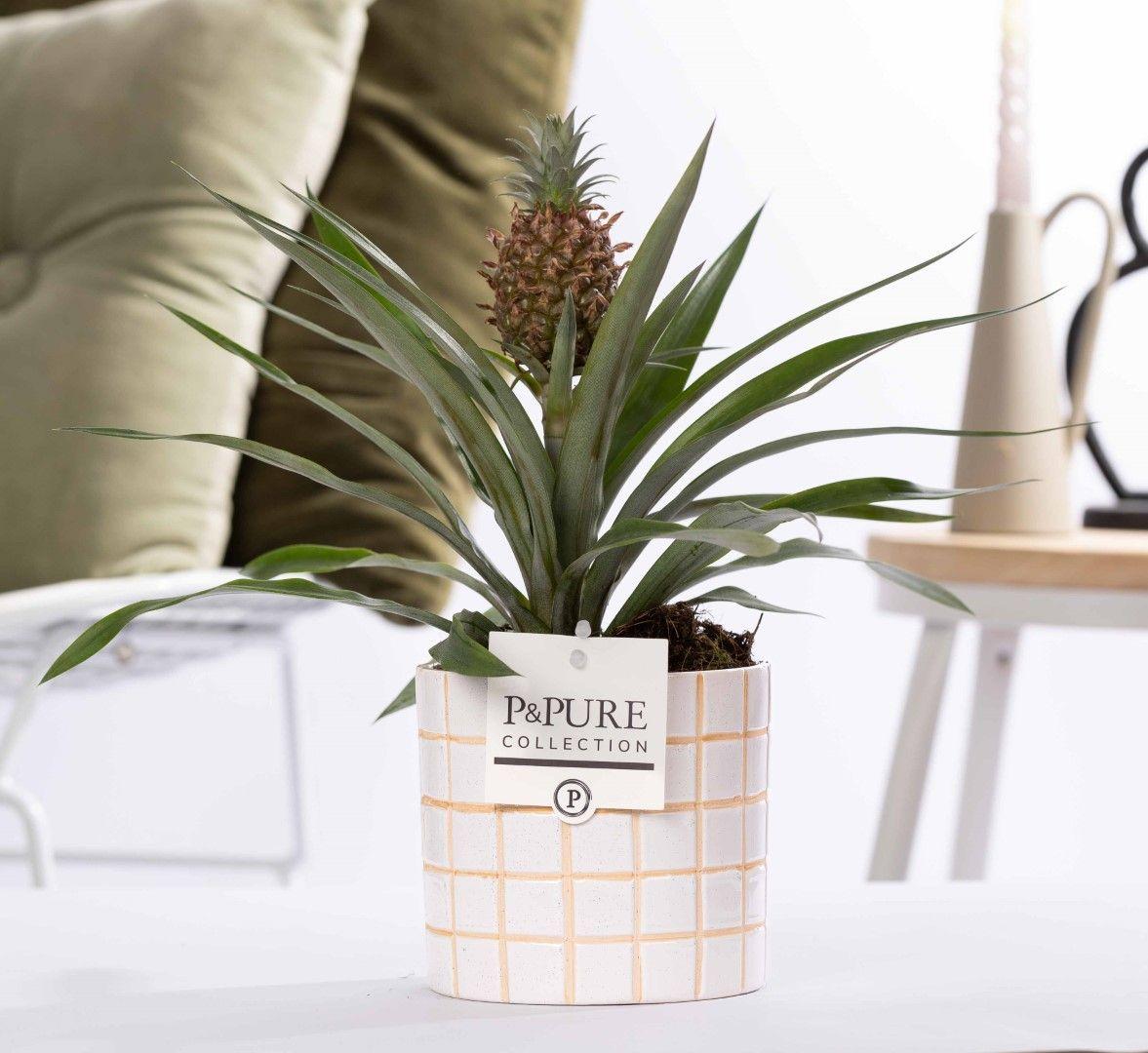 Ananas Rosita Passionate WITH GREETING CARD! - Ø12cm - ↕35cm-Plant-Planten Magie