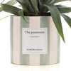 Ananas Rosita Passionate WITH GREETING CARD! - Ø12cm - ↕35cm-Plant-Planten Magie