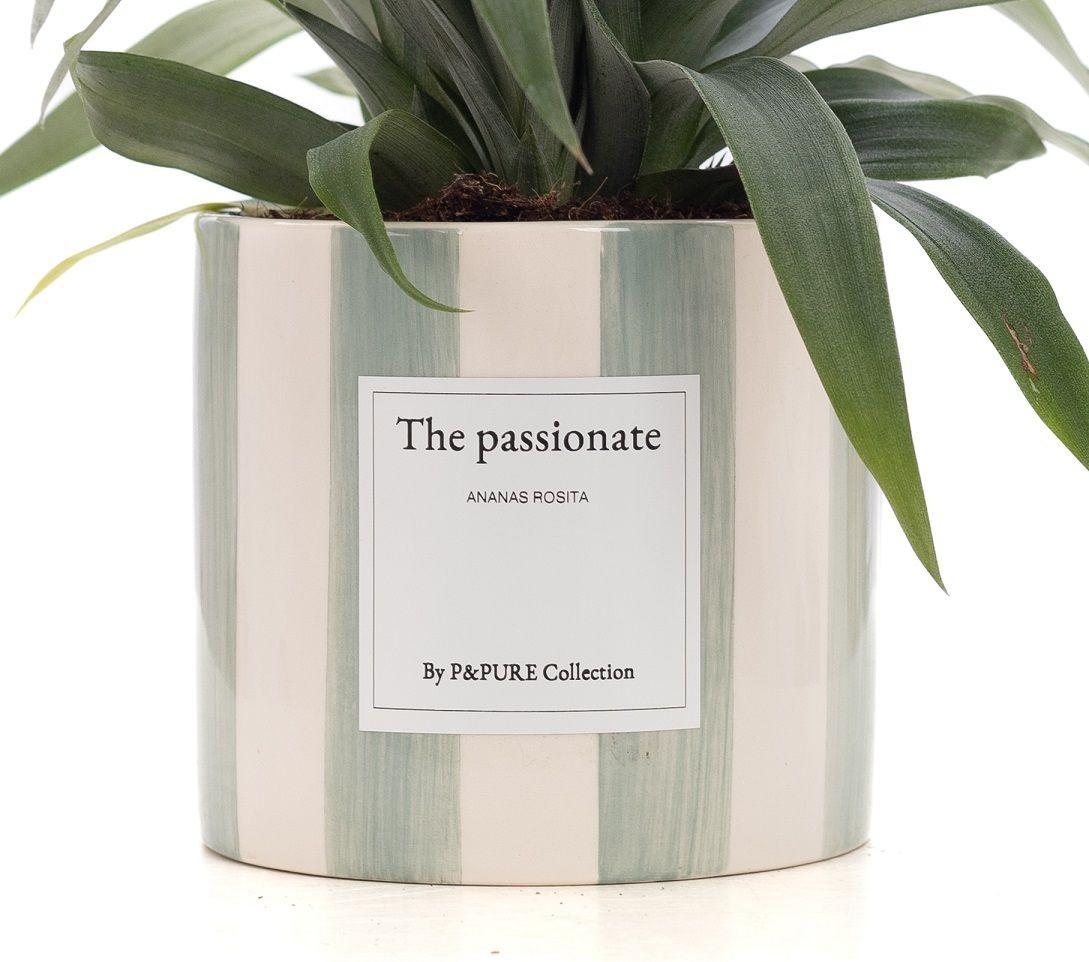 Ananas Rosita Passionate WITH GREETING CARD! - Ø12cm - ↕35cm-Plant-Planten Magie