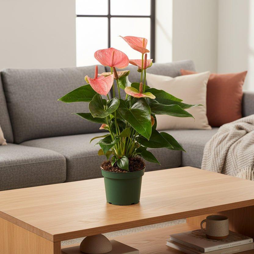 Anthurium Sweet Dream - Ø12cm - ↕35cm-Plant-Planten Magie