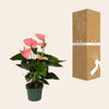 Anthurium Sweet Dream - Ø12cm - ↕35cm-Plant-Planten Magie