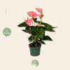 Anthurium Sweet Dream - Ø12cm - ↕35cm-Plant-Planten Magie