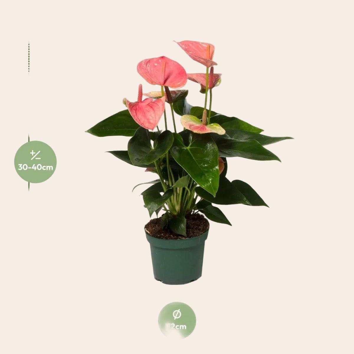 Anthurium Sweet Dream - Ø12cm - ↕35cm-Plant-Planten Magie