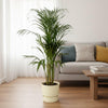 Areca palm - ↨110cm - inclusief elho Greenville Round groen-Plant-Planten Magie