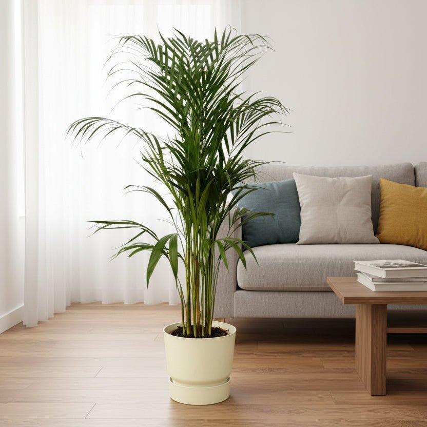 Areca palm - ↨110cm - inclusief elho Greenville Round groen-Plant-Planten Magie
