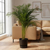 Areca palm - ↨110cm - inclusief elho Greenville Round groen-Plant-Planten Magie