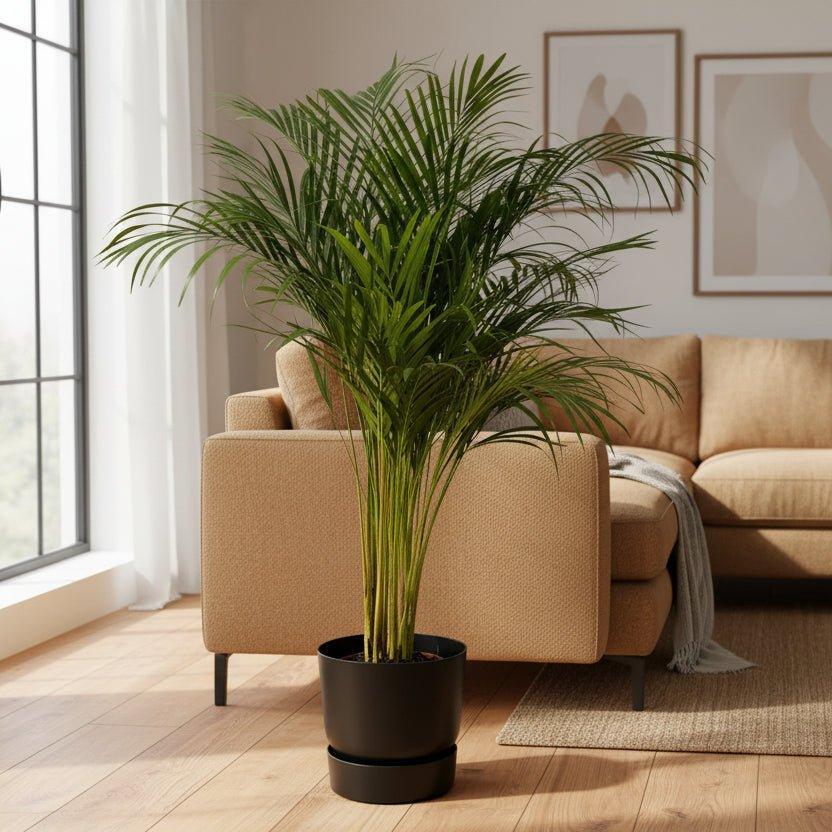 Areca palm - ↨110cm - inclusief elho Greenville Round groen-Plant-Planten Magie