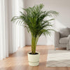 Areca palm - ↨110cm - inclusief elho Greenville Round groen-Plant-Planten Magie