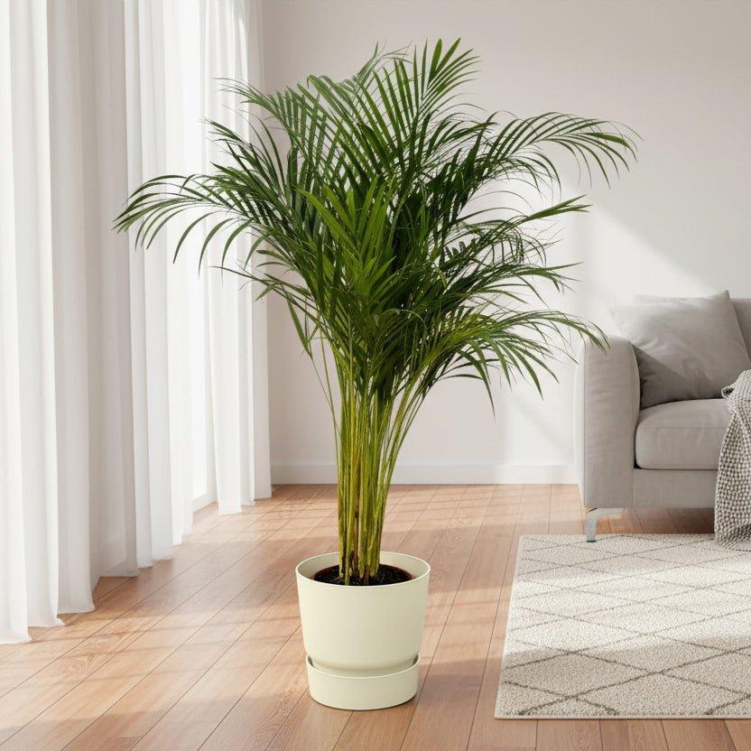 Areca palm - ↨110cm - inclusief elho Greenville Round groen-Plant-Planten Magie