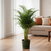 Areca palm - ↨110cm - inclusief elho Greenville Round groen-Plant-Planten Magie
