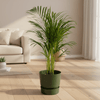 Areca palm - ↨110cm - inclusief elho Greenville Round groen-Plant-Planten Magie
