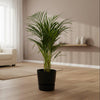 Areca palm - ↨110cm - inclusief elho Greenville Round groen-Plant-Planten Magie
