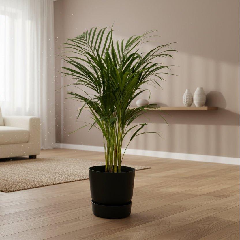 Areca palm - ↨110cm - inclusief elho Greenville Round groen-Plant-Planten Magie