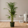 Areca palm - ↨110cm - inclusief elho Greenville Round groen-Plant-Planten Magie