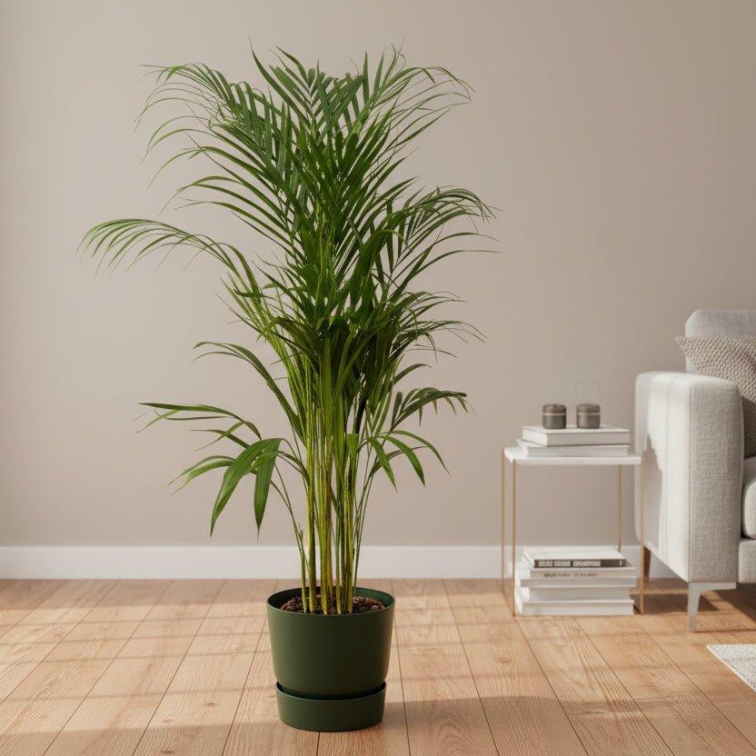 Areca palm - ↨110cm - inclusief elho Greenville Round groen-Plant-Planten Magie