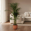 Areca palm - ↨110cm - inclusief elho Greenville Round groen-Plant-Planten Magie