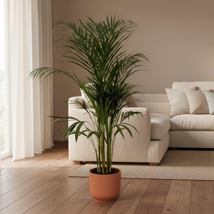Areca palm - ↨110cm - inclusief elho Greenville Round groen-Plant-Planten Magie