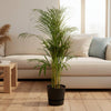 Areca palm - ↨110cm - inclusief elho Greenville Round groen-Plant-Planten Magie