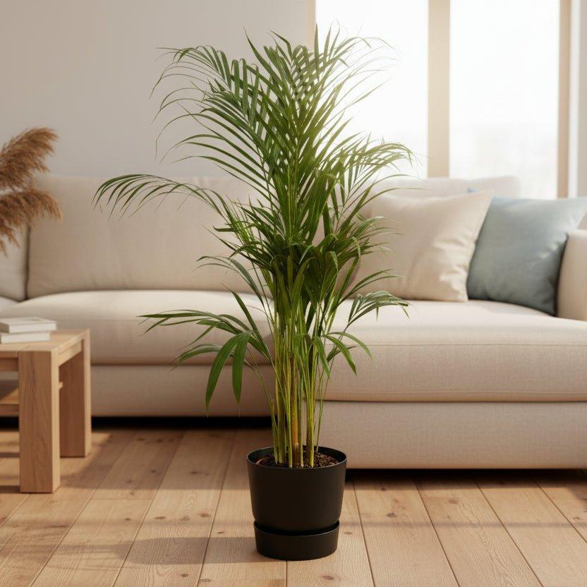 Areca palm - ↨110cm - inclusief elho Greenville Round groen-Plant-Planten Magie
